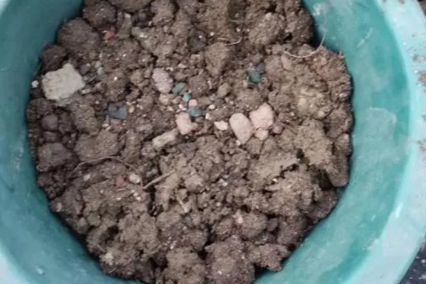 怎么养睡莲，可以分株或播种繁殖