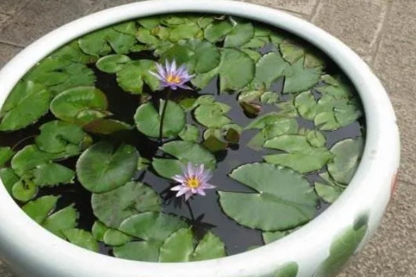 怎么养睡莲，可以分株或播种繁殖