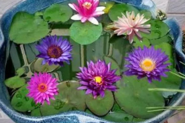 怎么养睡莲，可以分株或播种繁殖