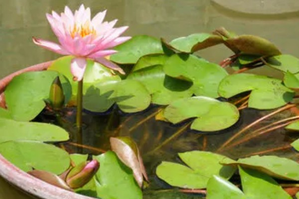 怎么养睡莲，可以分株或播种繁殖