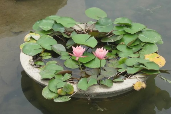 怎么养睡莲，可以分株或播种繁殖