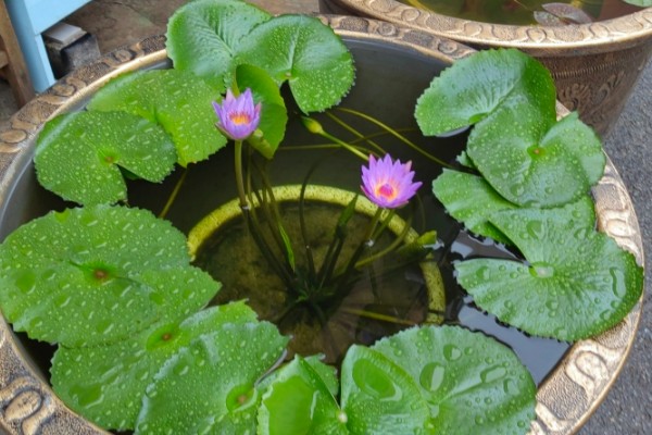 怎么养睡莲，可以分株或播种繁殖