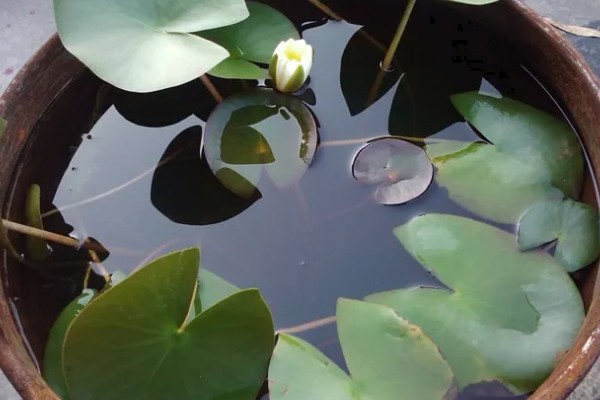 怎么养睡莲，可以分株或播种繁殖