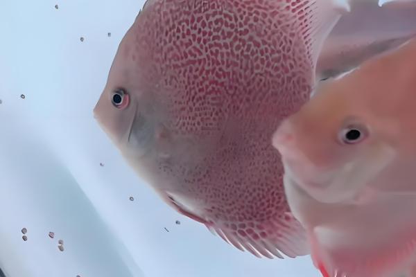 七彩老头鱼是什么，是指长不大的神仙鱼