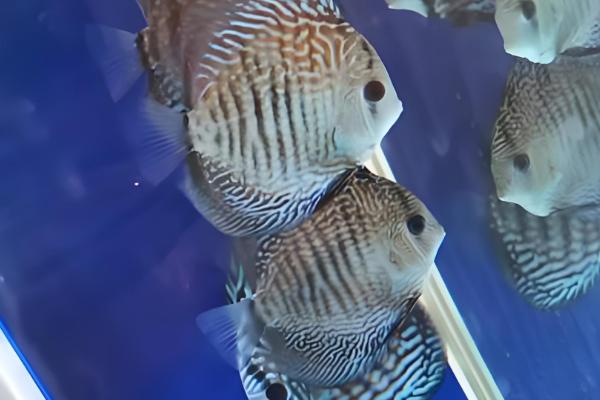 七彩老头鱼是什么，是指长不大的神仙鱼