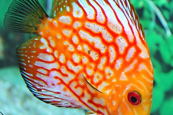 七彩老头鱼是什么，是指长不大的神仙鱼