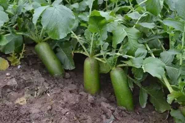 沙窝萝卜的种植方法，最佳的种植时间在8-9月份