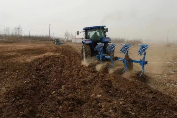 沙窝萝卜的种植方法，最佳的种植时间在8-9月份