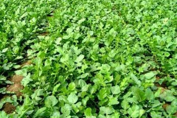 沙窝萝卜的种植方法，最佳的种植时间在8-9月份