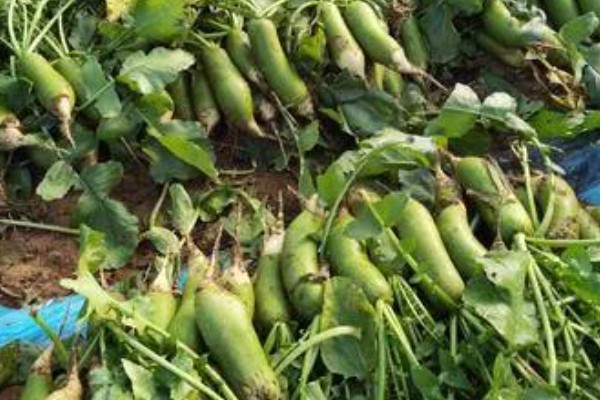 沙窝萝卜的种植方法，最佳的种植时间在8-9月份