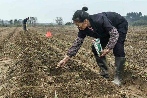 沙窝萝卜的种植方法，最佳的种植时间在8-9月份