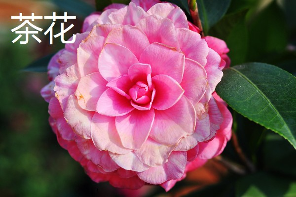 雨水节气开哪些花卉，有梅花、茶花、杏花等