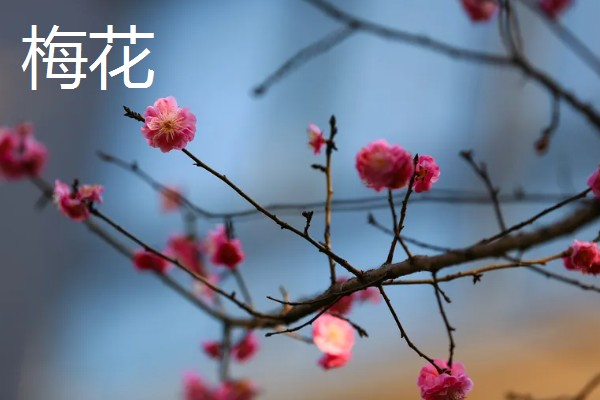 雨水节气开哪些花卉，有梅花、茶花、杏花等