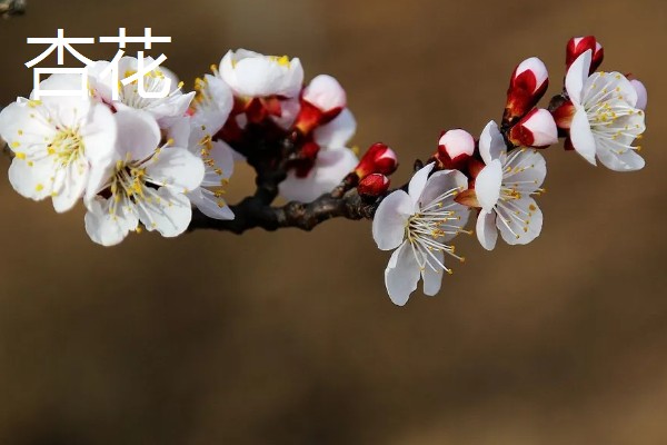 雨水节气开哪些花卉，有梅花、茶花、杏花等
