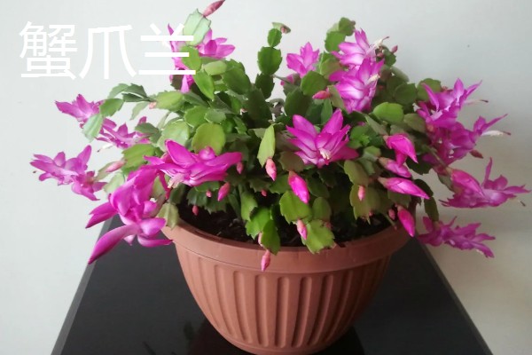 雨水节气开哪些花卉，有梅花、茶花、杏花等