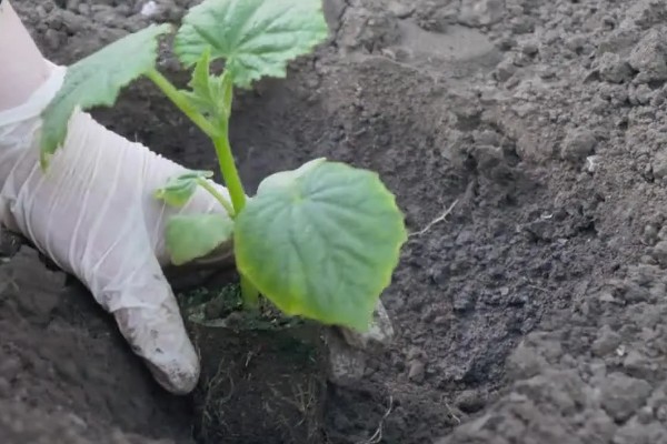 雨水节气开哪些花卉，有梅花、茶花、杏花等
