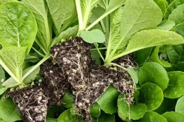 雨水节气开哪些花卉，有梅花、茶花、杏花等