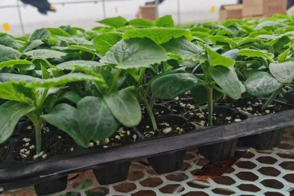 雨水节气开哪些花卉，有梅花、茶花、杏花等