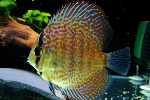 七彩老头鱼是什么，是指长不大的神仙鱼