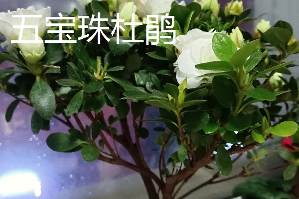 日本有什么名贵的杜鹃花，东鹃、夏鹃等品种有很高的价值