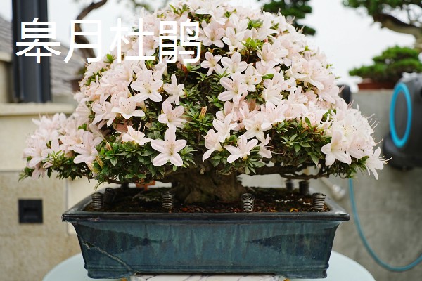 日本有什么名贵的杜鹃花，东鹃、夏鹃等品种有很高的价值