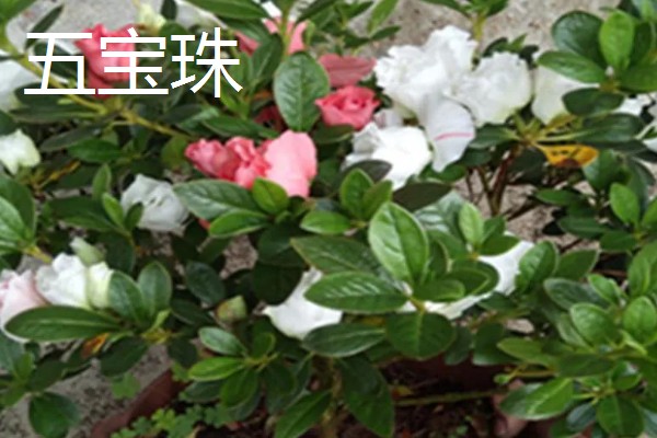 日本有什么名贵的杜鹃花，东鹃、夏鹃等品种有很高的价值