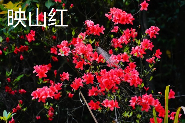 日本有什么名贵的杜鹃花，东鹃、夏鹃等品种有很高的价值