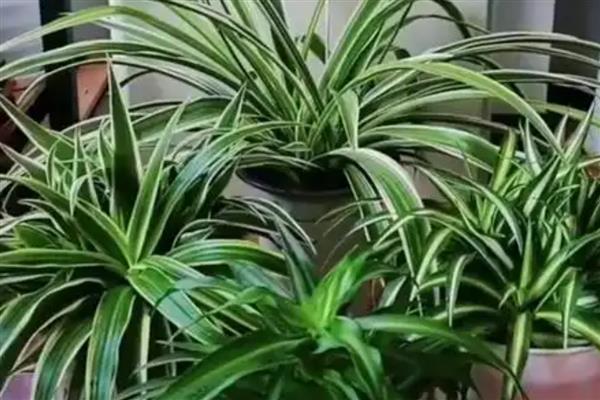 怎么养吊兰,通常采取宁干勿湿的方式浇水