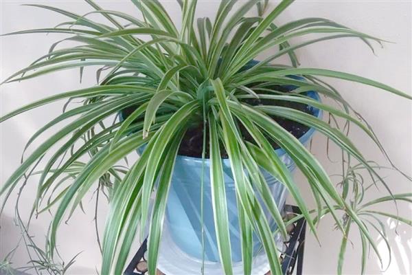 怎么养吊兰,通常采取宁干勿湿的方式浇水