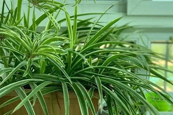 怎么养吊兰,通常采取宁干勿湿的方式浇水