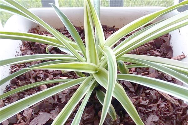 怎么养吊兰,通常采取宁干勿湿的方式浇水