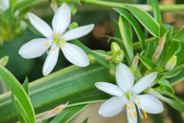 怎么养吊兰,通常采取宁干勿湿的方式浇水