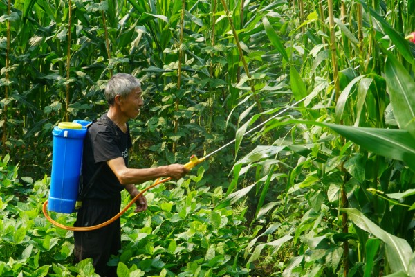 玉米田的最佳除草时间，傍晚6点之后为佳