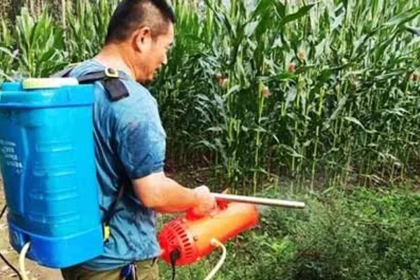 玉米田的最佳除草时间，傍晚6点之后为佳