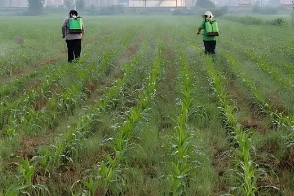 玉米田的最佳除草时间，傍晚6点之后为佳