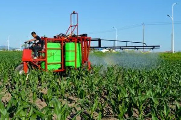 玉米田的最佳除草时间，傍晚6点之后为佳