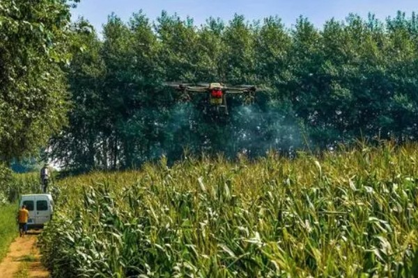 玉米田的最佳除草时间，傍晚6点之后为佳