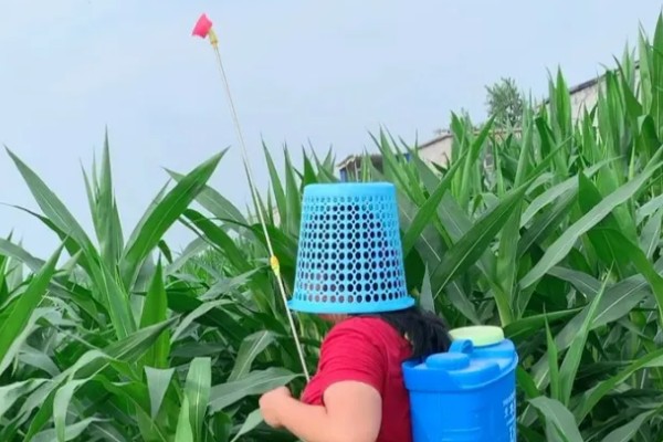 玉米田的最佳除草时间，傍晚6点之后为佳