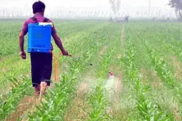 玉米田的最佳除草时间，傍晚6点之后为佳