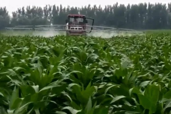 玉米田的最佳除草时间，傍晚6点之后为佳