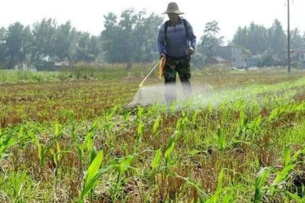 玉米田的最佳除草时间，傍晚6点之后为佳