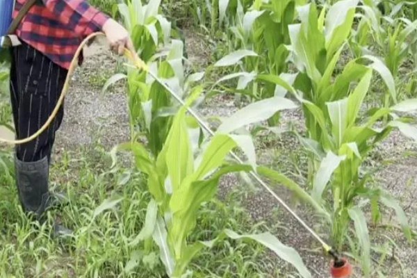 玉米田的最佳除草时间，傍晚6点之后为佳