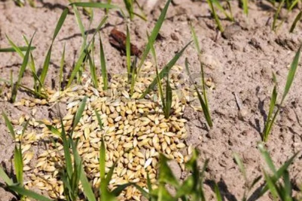 小麦野燕麦的发生条件,传播途径主要通过种子传播