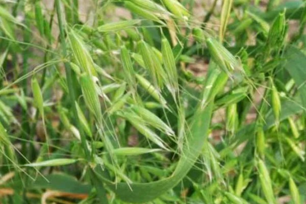 小麦野燕麦的发生条件,传播途径主要通过种子传播