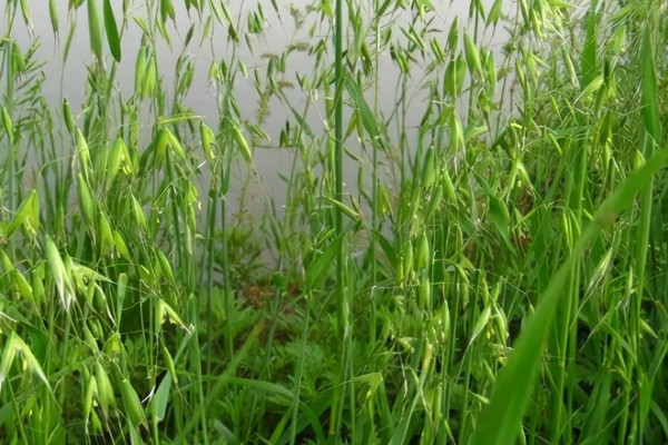 小麦野燕麦的发生条件,传播途径主要通过种子传播