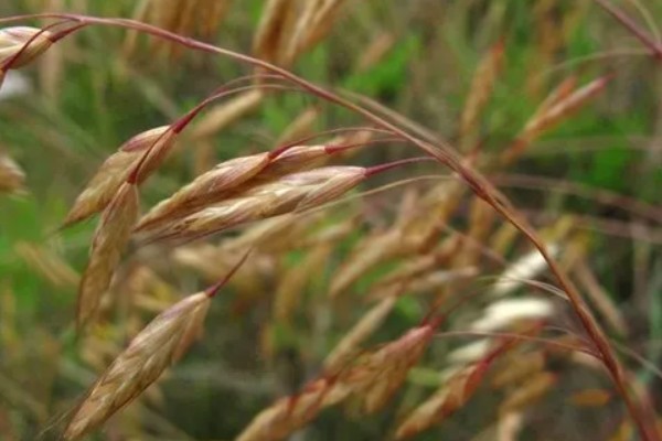 小麦野燕麦的发生条件,传播途径主要通过种子传播