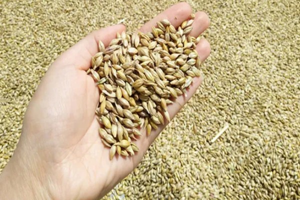 小麦野燕麦的发生条件,传播途径主要通过种子传播