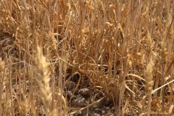 小麦野燕麦的发生条件,传播途径主要通过种子传播