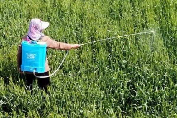 小麦野燕麦的发生条件,传播途径主要通过种子传播