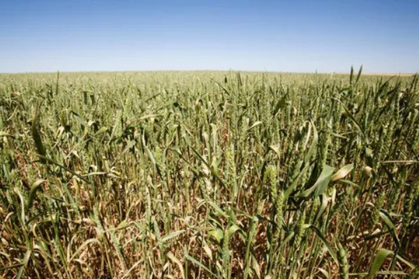 小麦野燕麦的发生条件,传播途径主要通过种子传播